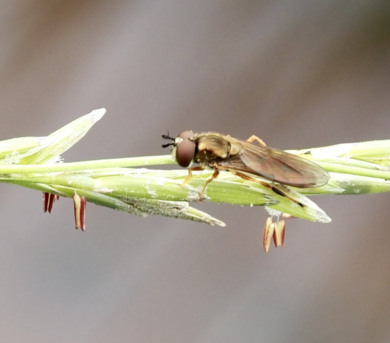 Gul fotblomfluga, Platycheirus fulviventris. jpeg