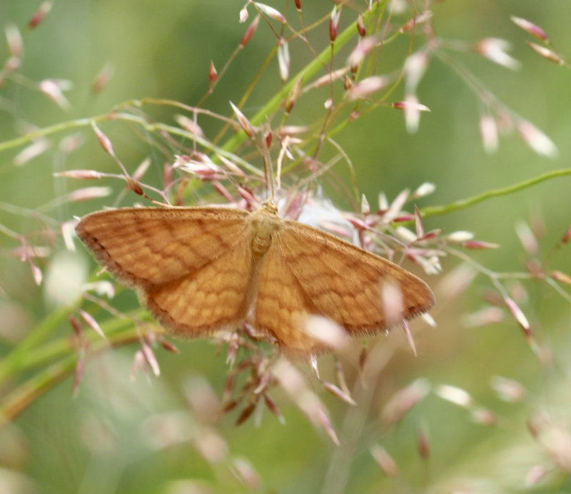 Brun lvmtare, Idaea serpentata