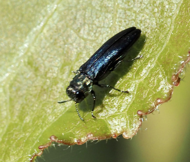 Liten aspsmalpraktbagge (Agrilus pratensis).jpg