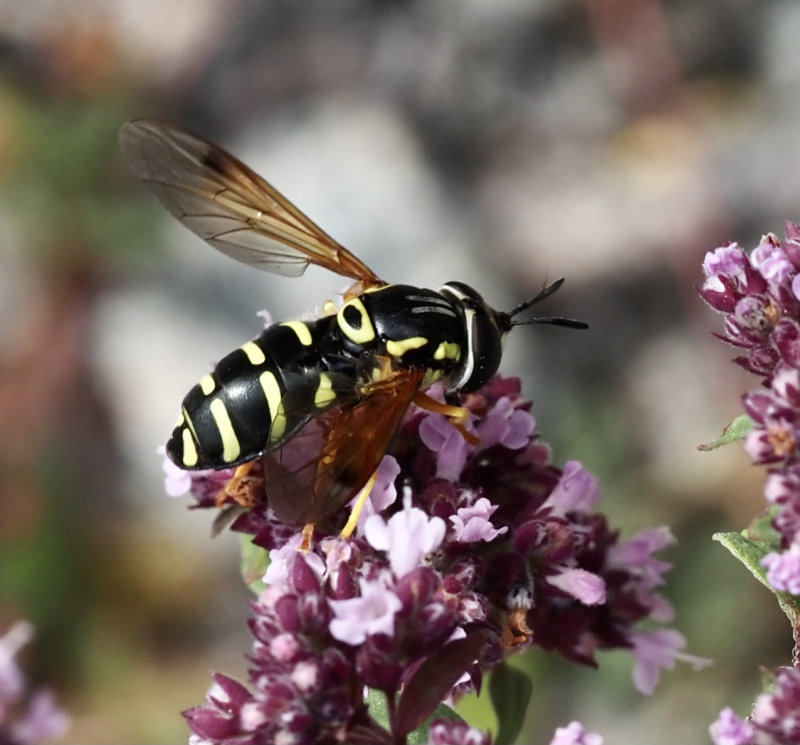 ngsgetingfluga, Chrysotoxum festivum