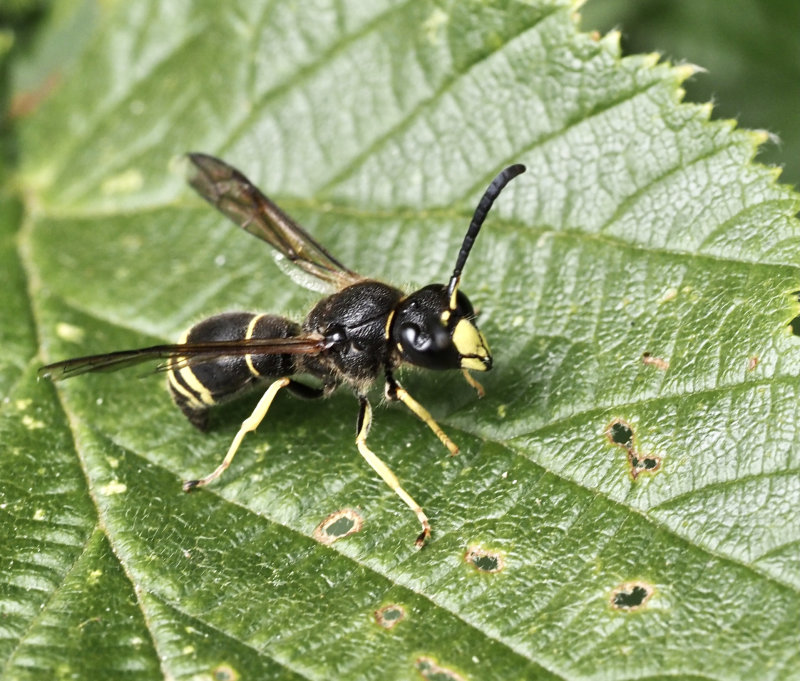 Nordmurargeting, Ancistrocerus scotica