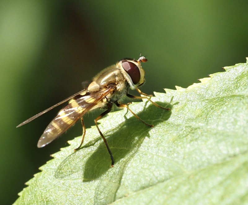 Gul solblomfluga   (Syrphus ribesii).jpg