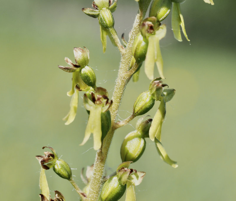 Twayblade, Tvblad, Listera ovata.jpg