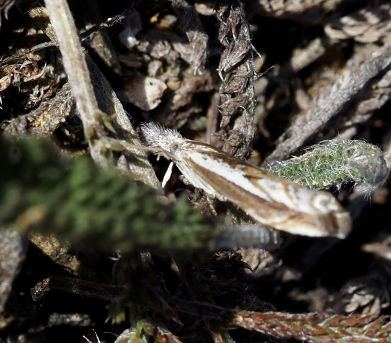 Sandmott, Platytes alpinella