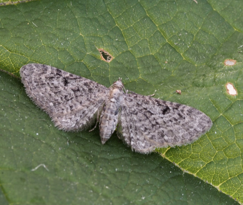 Hallonmalmtare, Eupicethia subfuscata