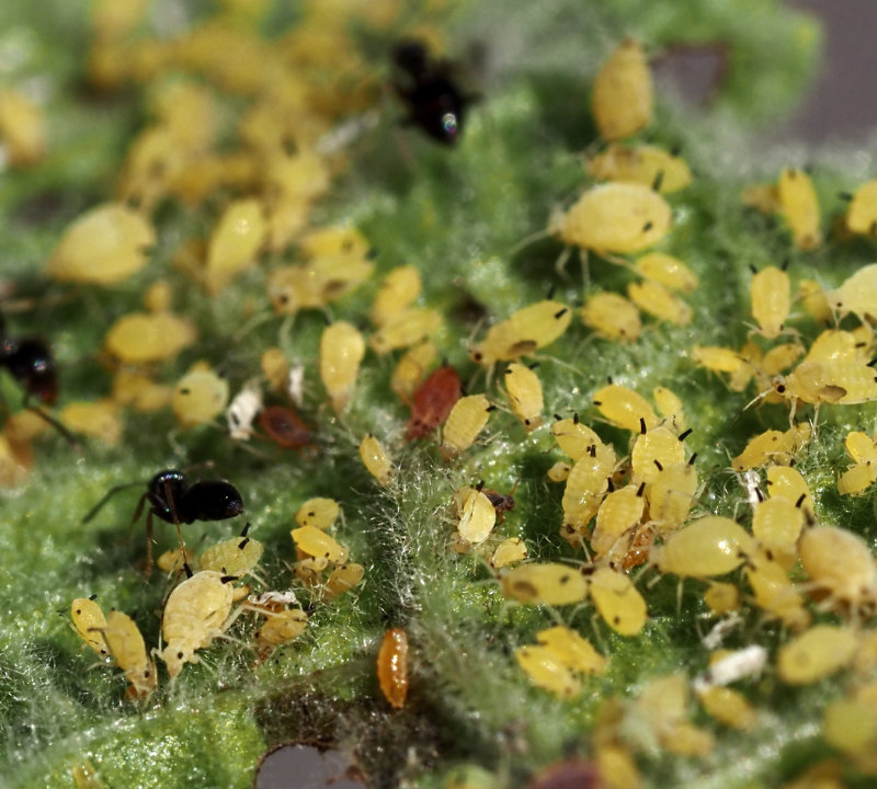Aphis verbasci
