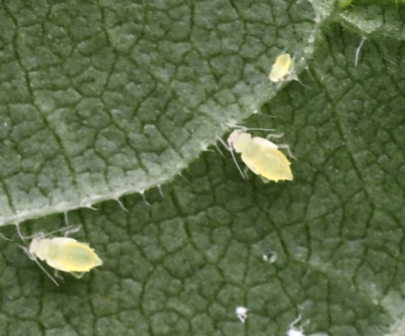 Tinocallis nevskyi