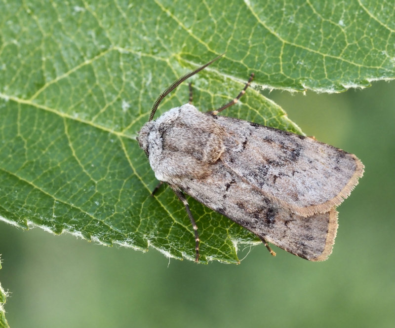 Kamsprötat puckelfly (Aporophyla luenebergensis).jpg