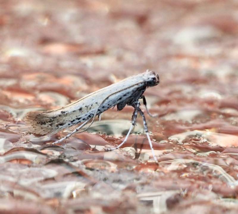 Svartkmpestyltmal, Aspilapteryx tringipenella