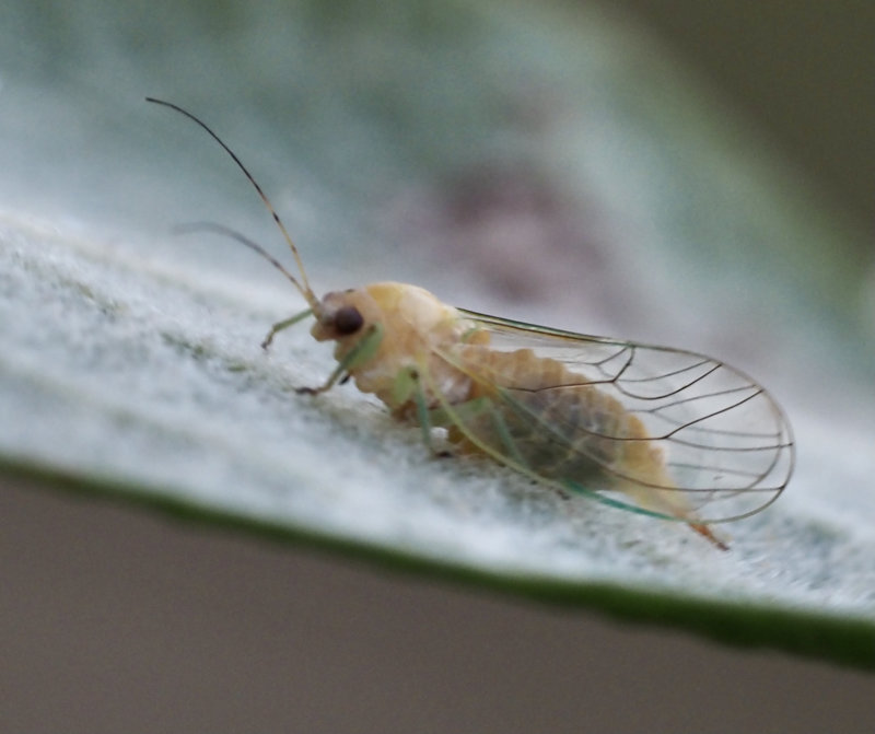 Cacopsylla pulchra. jpeg