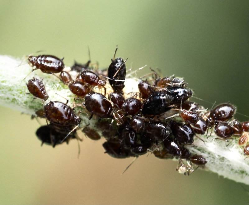 Brachycaudus lychnidis