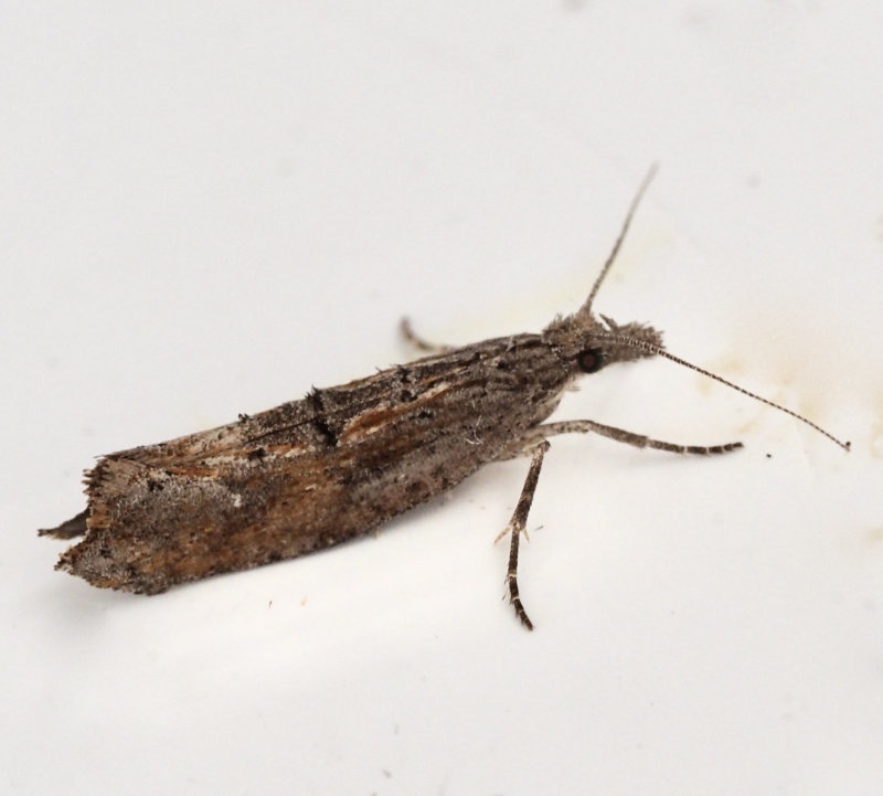 Slnhstmal, Ypsolopha horridella .jpeg