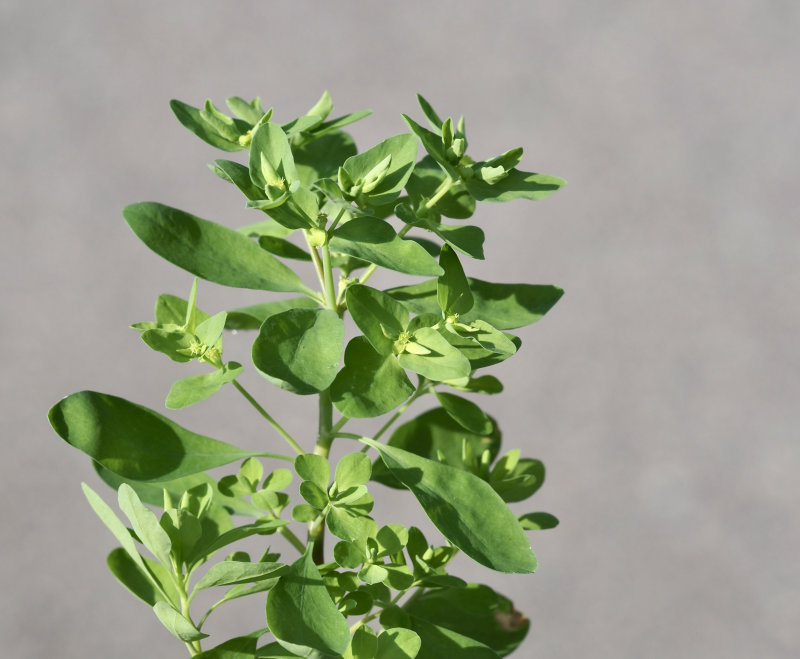 TÖRELVÄXTER! Rävtörel, Euphorbia peplus. jpeg