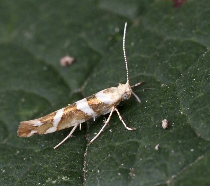 Skottmalar, Argyresthia