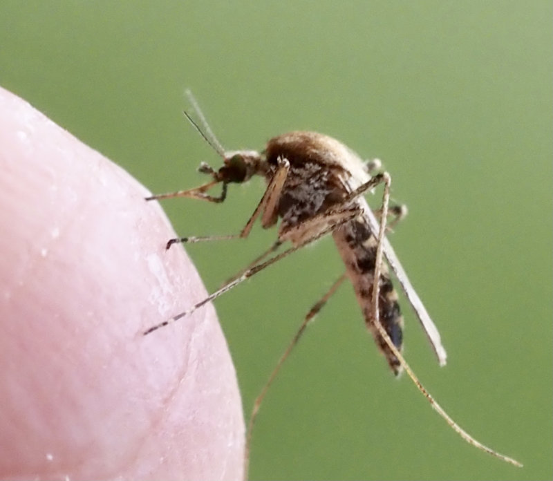Ljusbandad kustmygga, Aedes caspius