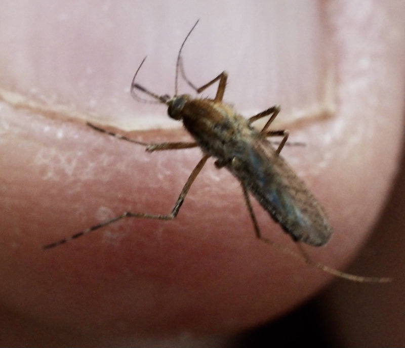 Ljusbandad kustmygga, Aedes caspius