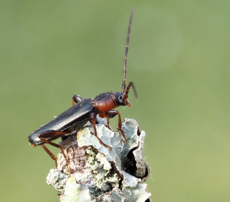 Vedspegelbock hona (Phymatodes testaceus).jpg
