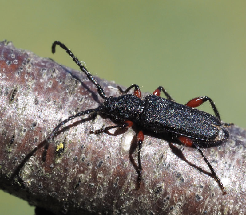 Rdbent gonbock (Ropalopus femoratus).jpg