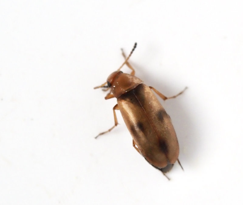 Anaspis maculata