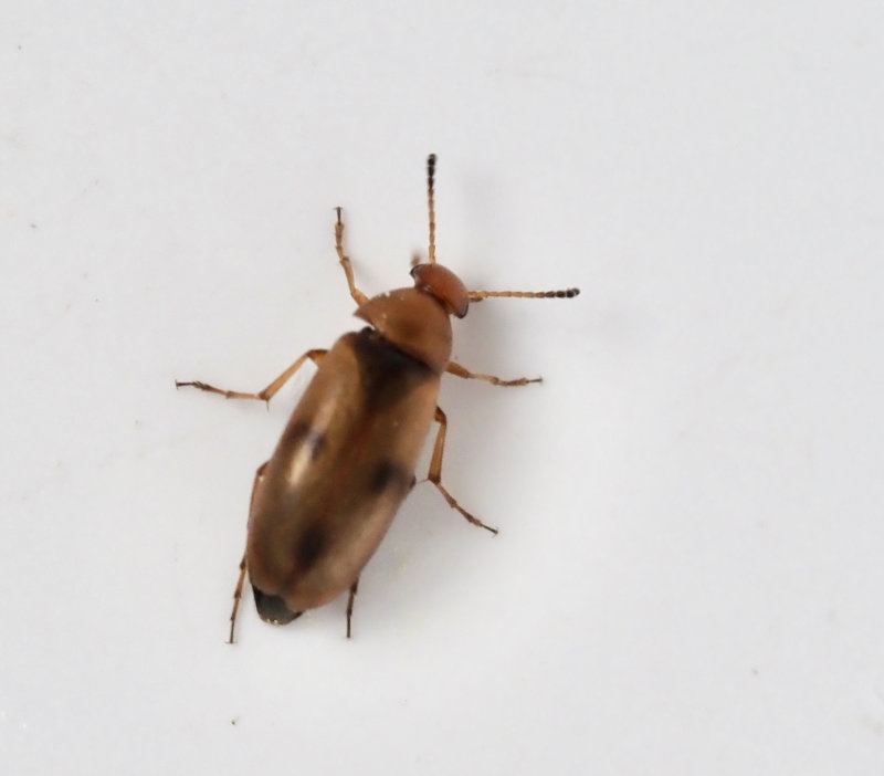 Anaspis maculata