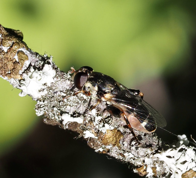 Monkeblomfluga, Eumerus sabulomum. jpeg