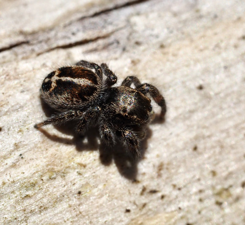 Svärdhoppspindel (Pellenes tripunctatus).jpg