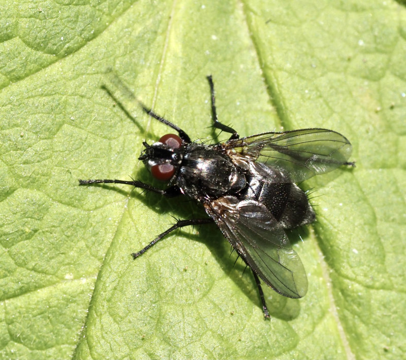 RHINOPHORIDAE, Phyto melanocephala. jpeg