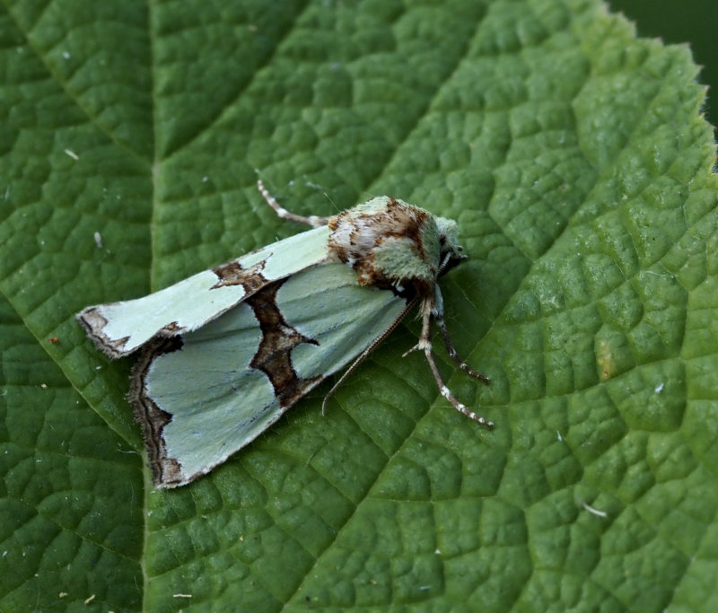 Grnt rotfly, Staurophora celsia