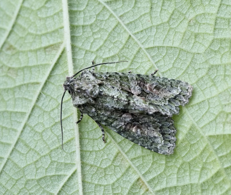 Grönbrunt ekfly, Brindled green, Dryobotodes eremita