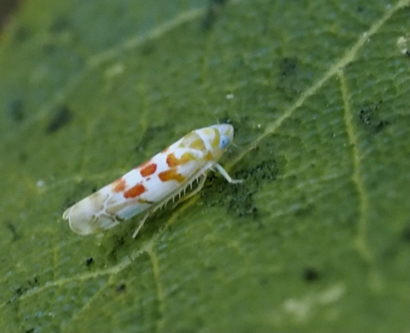 Typhlocyba Quercus