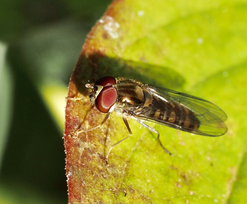 Flyttblomfluga, Episyrphus balteatus, mrkform