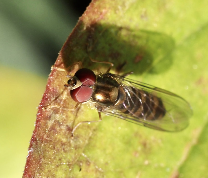 Flyttblomfluga, Episyrphus balteatus, mrkform
