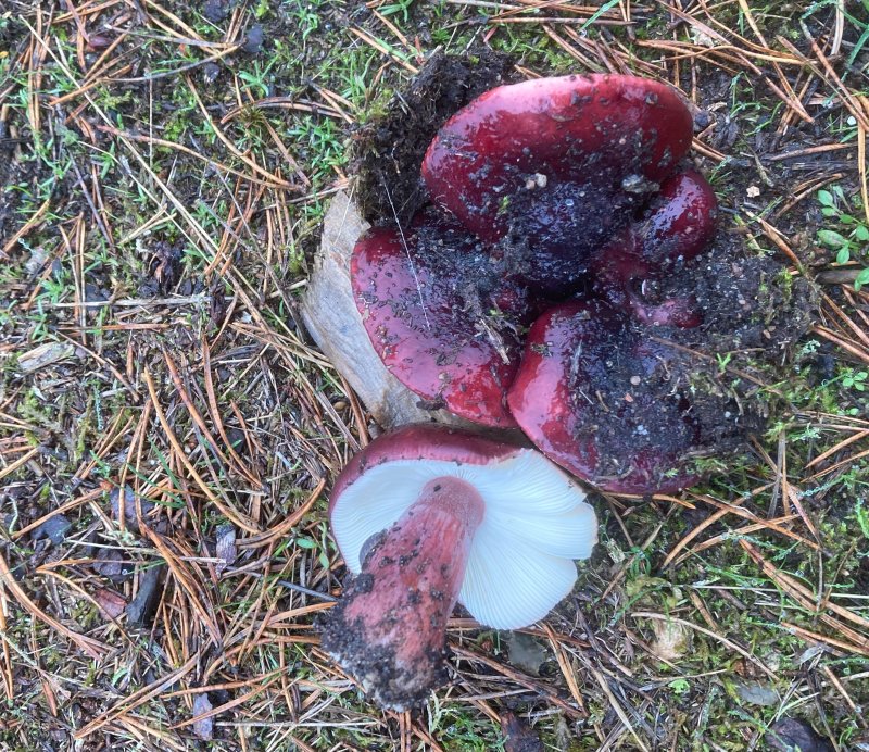 Sandkremla, Russula torulosa