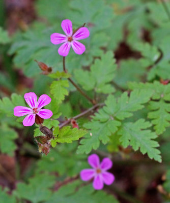Stinknva (Geranium robertianum).jpg