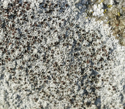Lecanora campestris.jpg