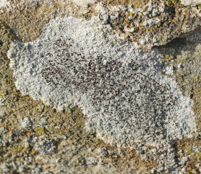 Lecanora campestris.jpg