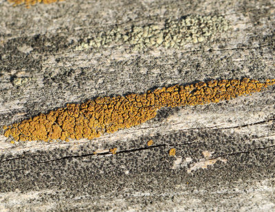 Lecanora varia, Grdsgrdskantlav.jpg