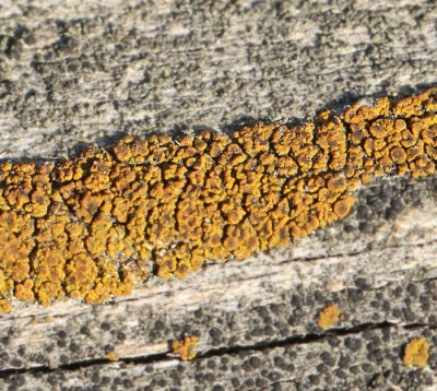Lecanora genus