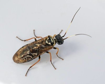 Cephalsia alpina.JPG