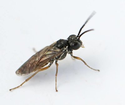 Periclista albida male