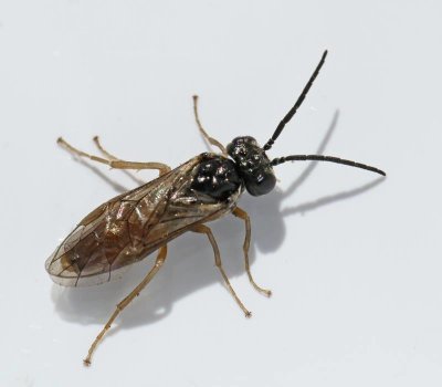 Periclista albida male