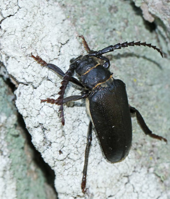 LONGHORN BEETLES (Cerambycidae)
