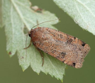 Noctua genus