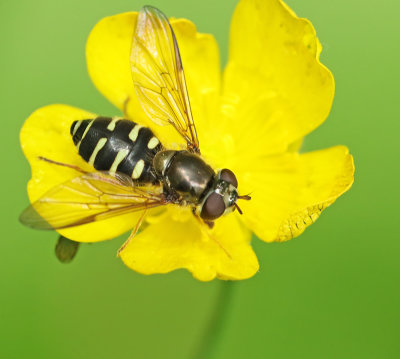 Skogsblomflugor, Dasysyrphus