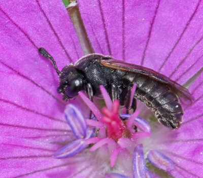 Corynis obscura.jpg