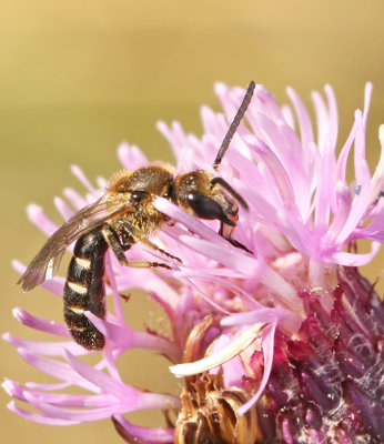 Halictidae, Vägbin