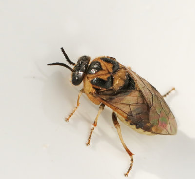 Vanlig tallstekel (Diprion pini).jpg