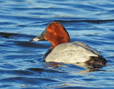 Brunand, Pochard, Aythya ferina male.jpg