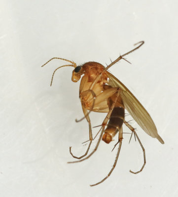 Mycetophila, Fungus Gnats, Svampmyggor