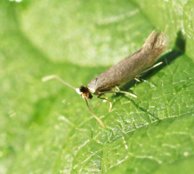 Bucculatricidae, Kronmalar